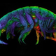 Illustration for article titled Shrimp-like species can create ultra-sticky silk thats as strong as steel